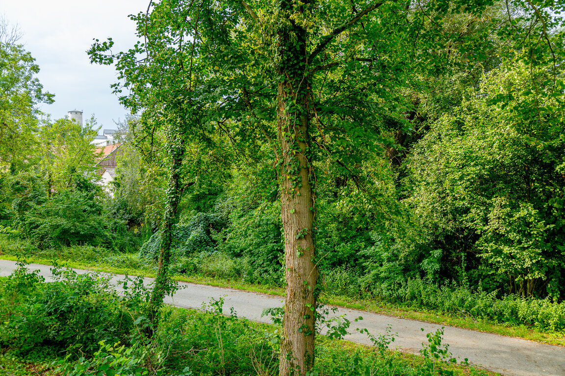 Image: _JA 40706 Natur pur .jpg